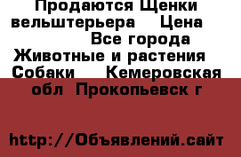 Продаются Щенки вельштерьера  › Цена ­ 27 000 - Все города Животные и растения » Собаки   . Кемеровская обл.,Прокопьевск г.